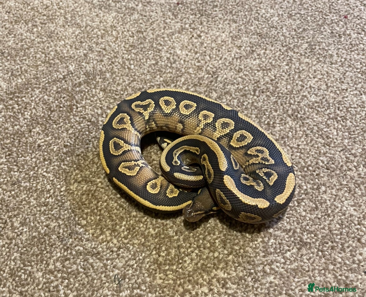 Python Snake reptiles Mojave yellow belly hypo het pied  - Advert 1