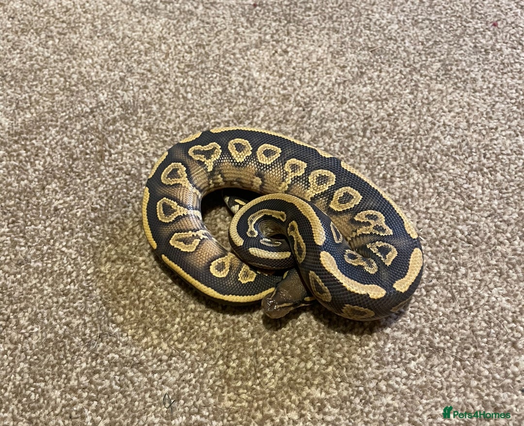 Python Snake reptiles for sale: Mojave yellow belly hypo het pied  - Advert 1