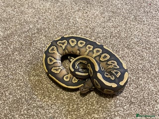 Python Snake reptiles Mojave yellow belly hypo het pied - Advert 1