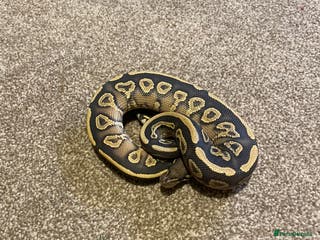 Python Snake reptiles Mojave yellow belly hypo het pied - Advert 4