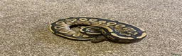 Python Snake reptiles for sale: Mojave yellow belly hypo het pied  - Advert 1