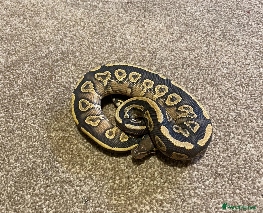 Python Snake reptiles for sale: Mojave yellow belly hypo het pied  - Advert 1