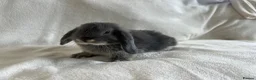 Mini Lop rabbits for sale: Mini Lops Ready to Leave Now - Advert 13