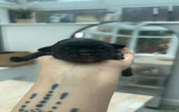 Frug dogs for sale: Two Beautiful F1 Frugs  - Image 2