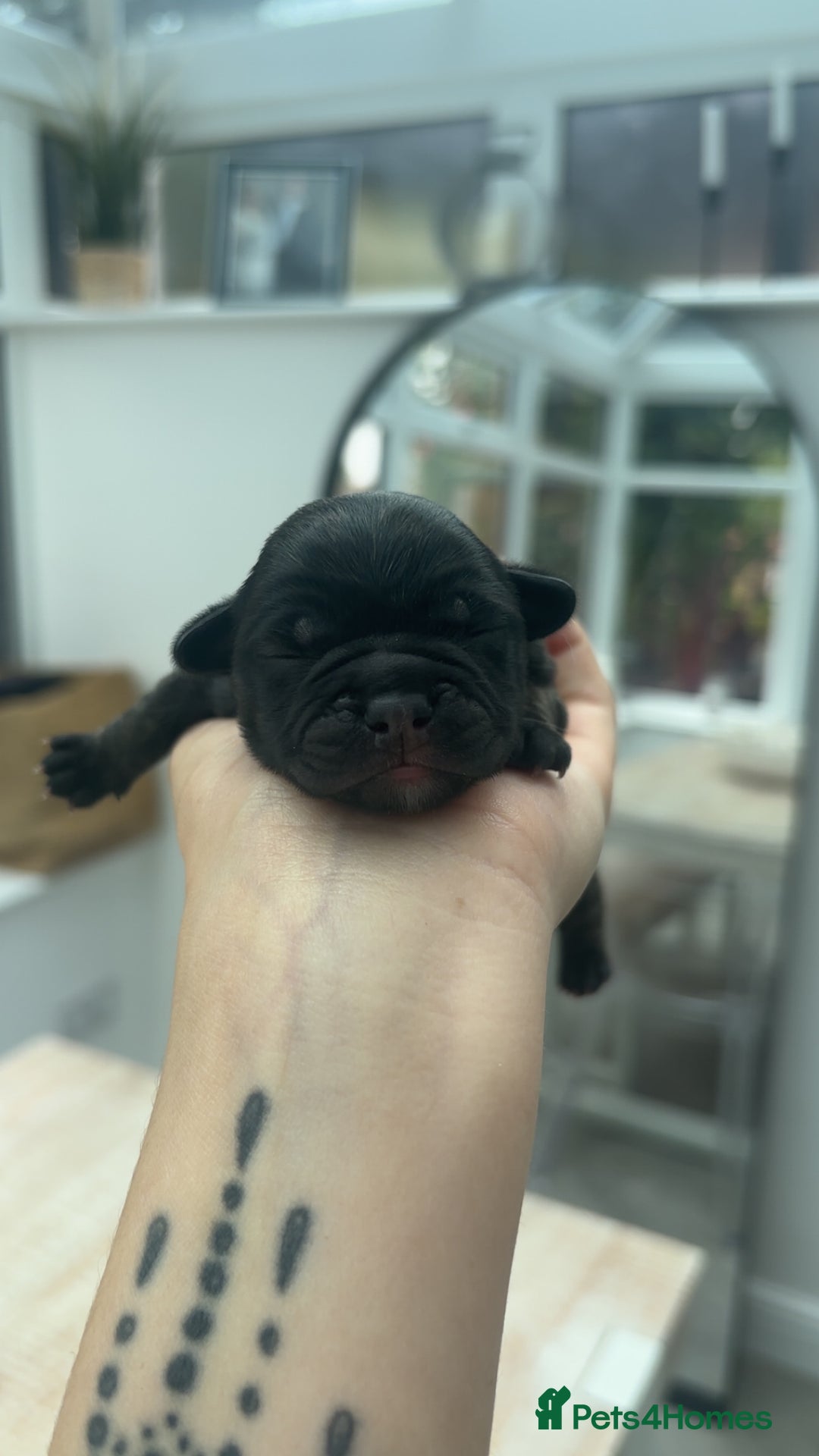 Frug dogs for sale: Two Beautiful F1 Frugs  - Image 2
