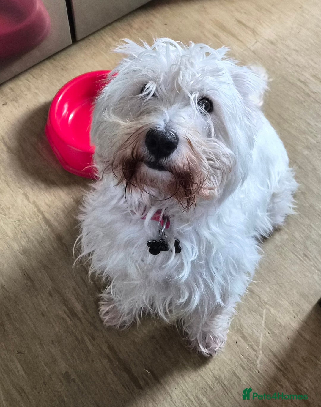 West Highland Terrier dogs for sale: Westie for sale £750 no offers. - Image 6