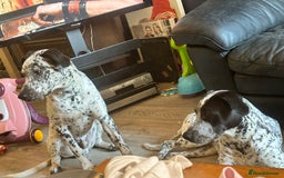 Mixed Breed dogs for sale: 2 male dogs  - Image 4