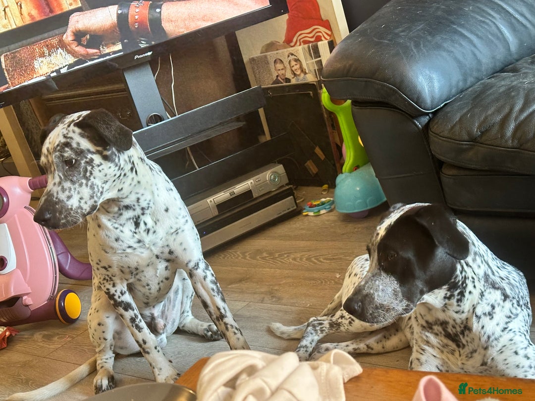 Mixed Breed dogs for sale: 2 male dogs  - Image 4