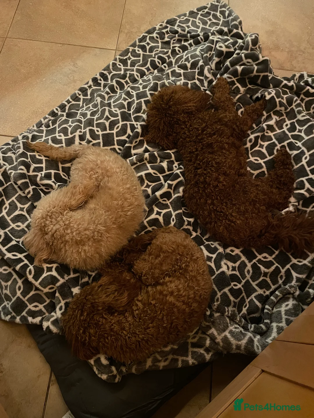 Miniature Poodle dogs for stud: Merlesque Top Gun mahogany mini poodle in Chorley - Advert 9