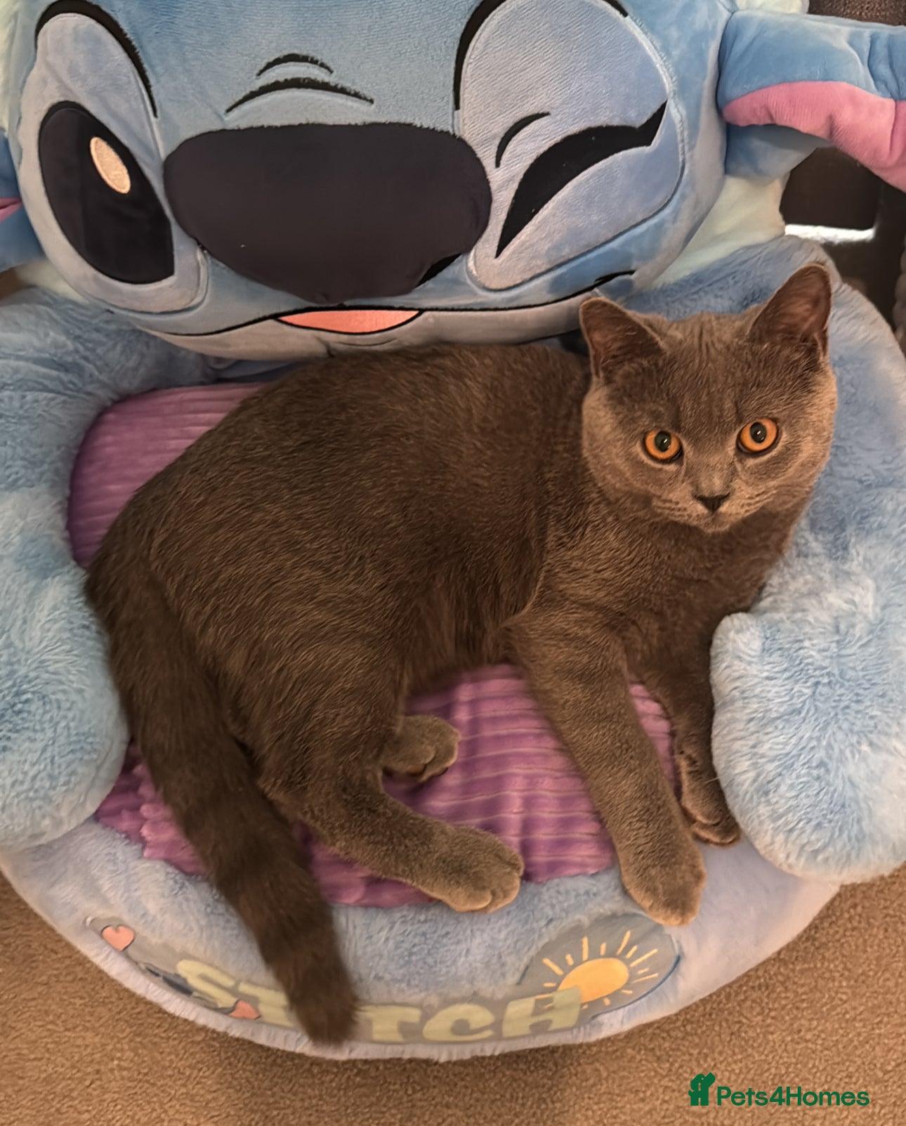 British Shorthair cats British shorthair  - Advert 1