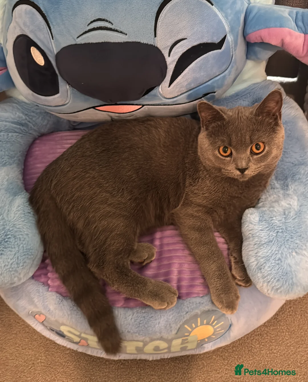 British Shorthair cats for sale: British shorthair  - Advert 1