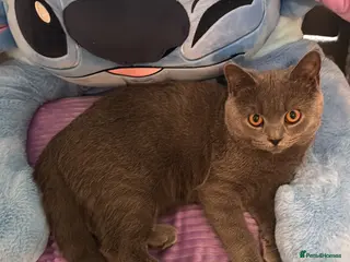 British Shorthair cats British shorthair - Advert 1