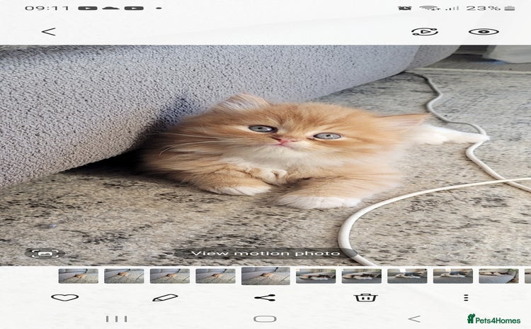 Persian cats - Advert 1