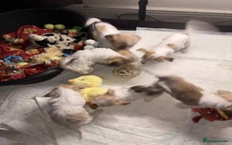 Mixed Breed dogs for sale: 5 stunning little chishi left out of a litter of 9 - Image 7