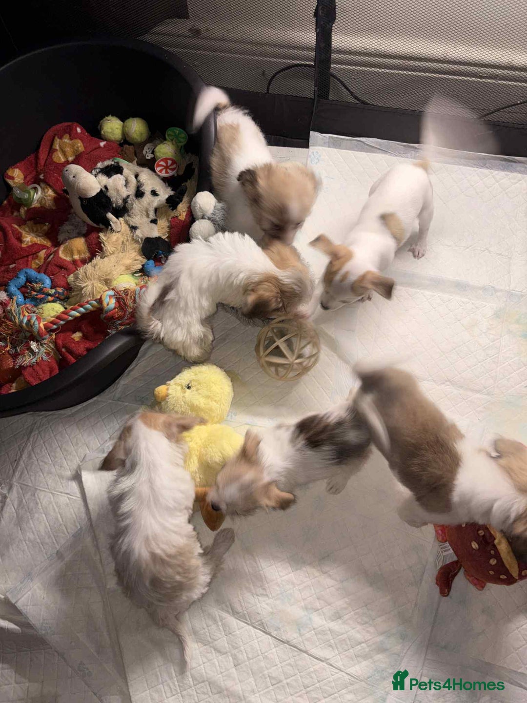 Mixed Breed dogs for sale: 5 stunning little chishi left out of a litter of 9 - Image 7