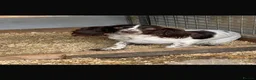 Cockapoo dogs for sale: 10 beautiful cockapoos in Wickford - Advert 20