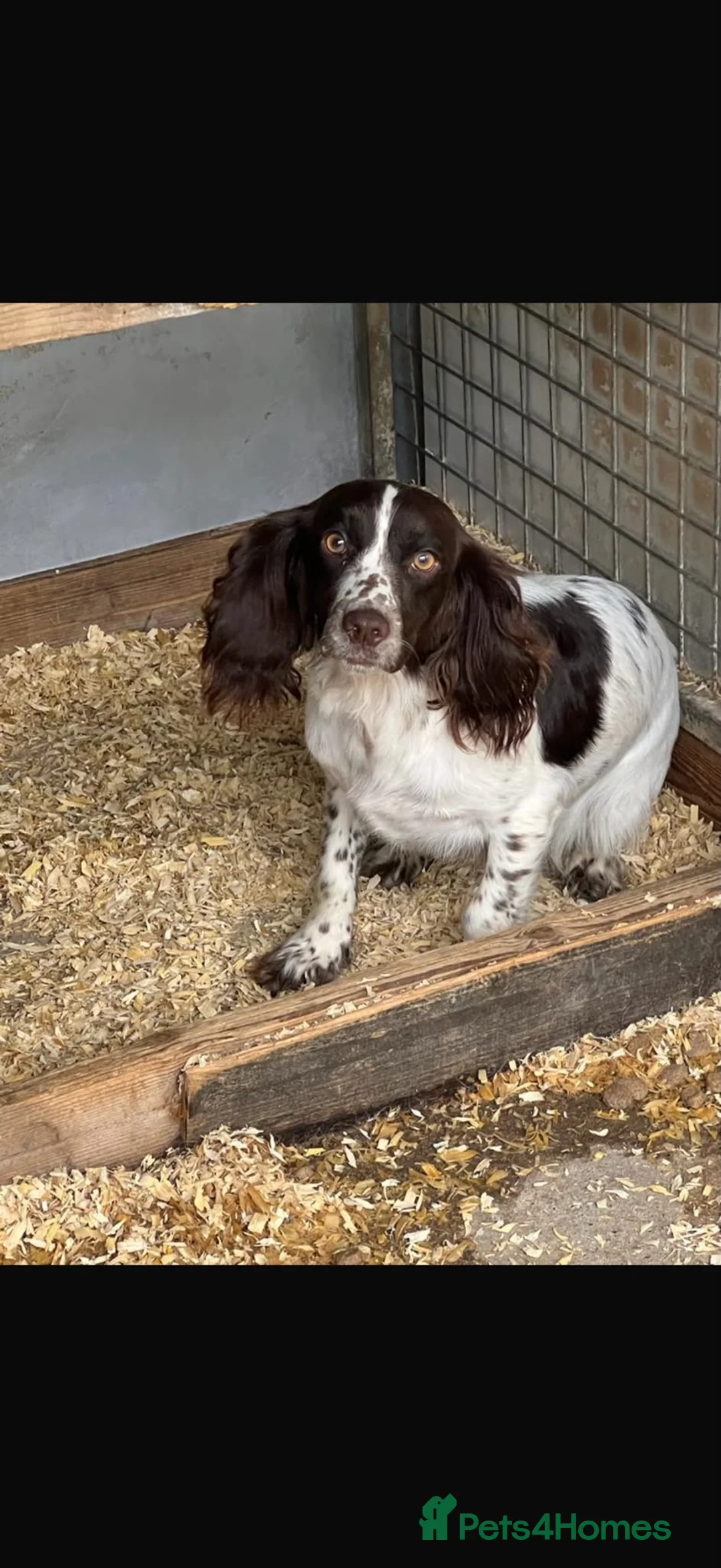 Cockapoo dogs for sale: 10 beautiful cockapoos in Wickford - Advert 20