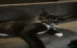 Bengal cats for sale: Ready now !  in Tredegar - Image 18