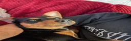 Mixed Breed dogs for sale: Black and tan Jack Russell x in Kingswinford - Advert 4