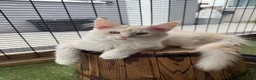 Maine Coon cats for sale: READY TO LEAVE Tica registered Maine Coons  - Advert 4