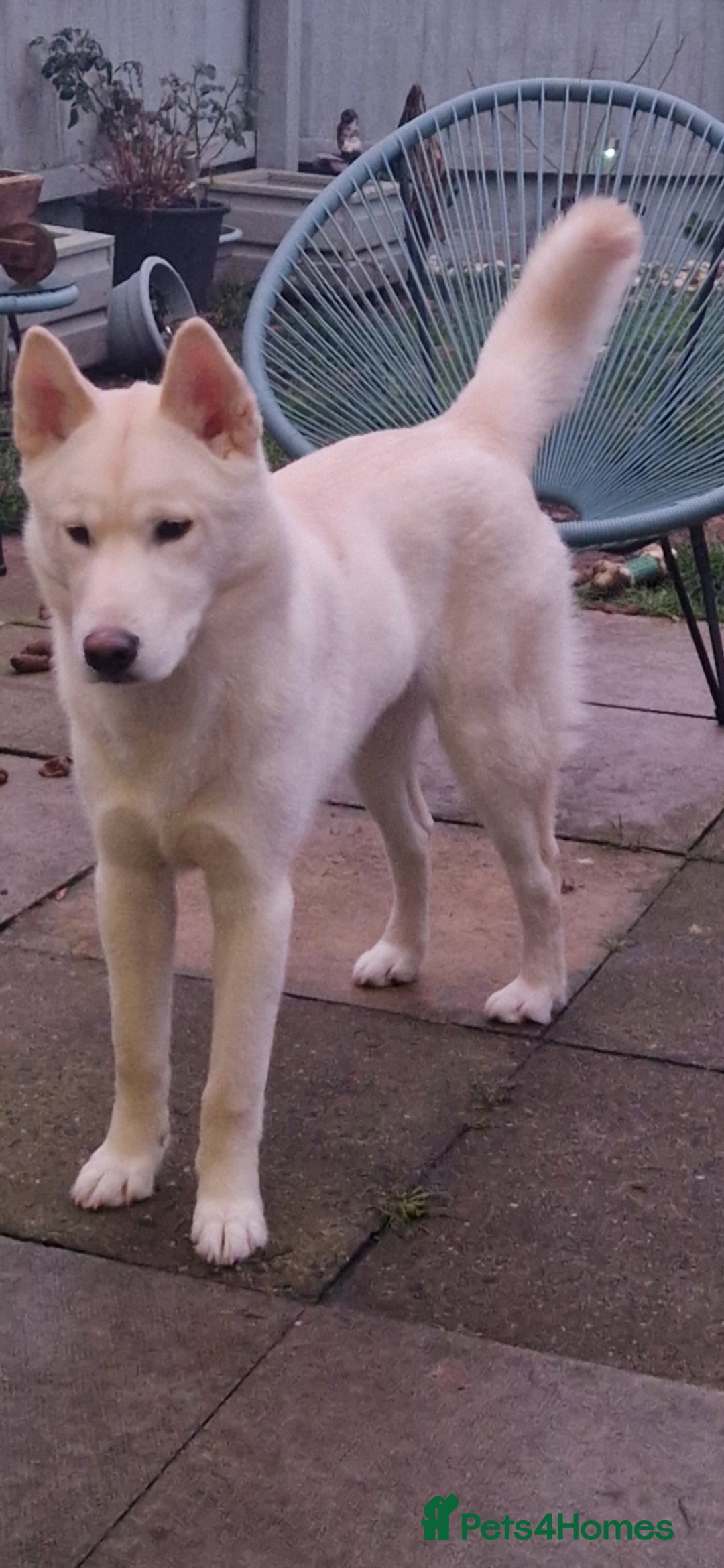 Siberian Husky dogs for sale: Husky  - Advert 1