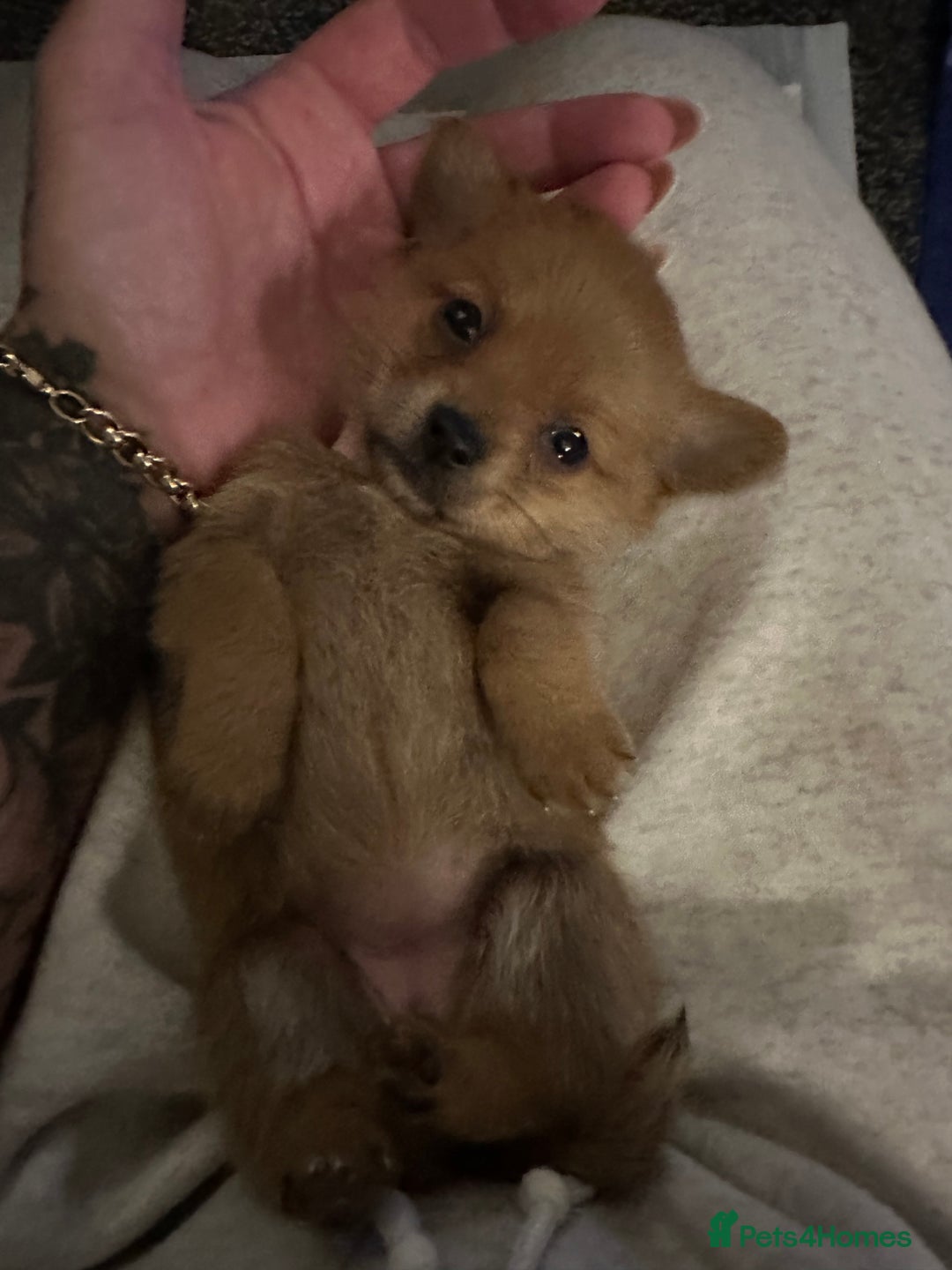 Mixed Breed dogs for sale: Dameranian Fluffballs  - Advert 14