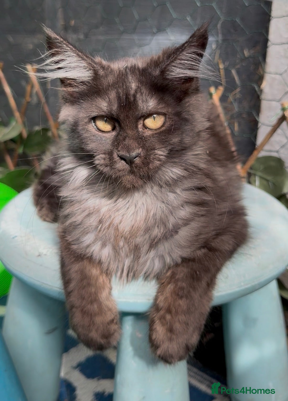 Maine Coon cats Hungarian import TICA registered mainecoon kittens - Advert 17