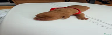 Hungarian Vizsla 3 (red)