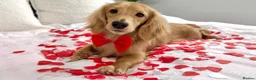 Miniature Dachshund dogs for stud: KC Miniature Shaded Cream Long Hair Dachshund stud - Advert 1