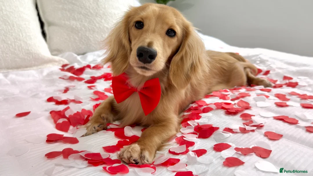 Miniature Dachshund dogs for stud: KC Miniature Shaded Cream Long Hair Dachshund stud - Advert 1