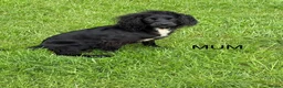 Cocker Spaniel dogs for sale: Beautiful cocker spaniel puppies in Street - Advert 8