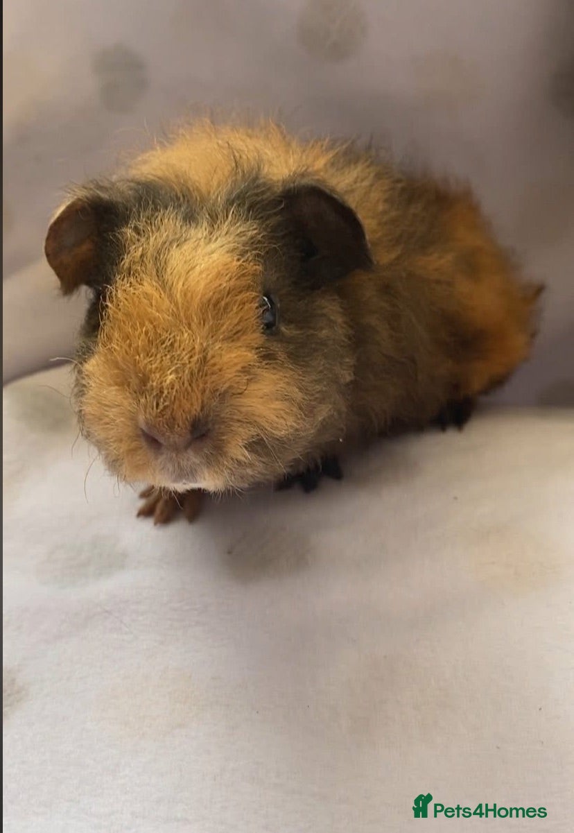 Guinea Pig rodents Beautiful baby guineapigs  - Advert 1