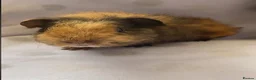 Guinea Pig rodents for sale: Beautiful baby guineapigs  - Advert 1