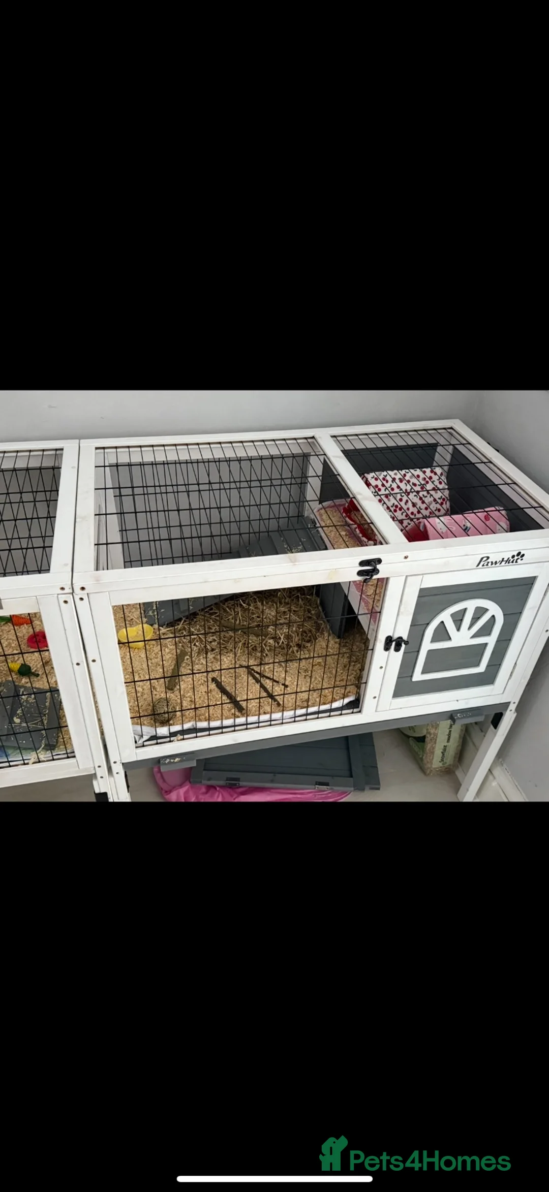 Guinea Pig rodents for sale:  Two female guinea pigs  in Llandudno - Advert 7