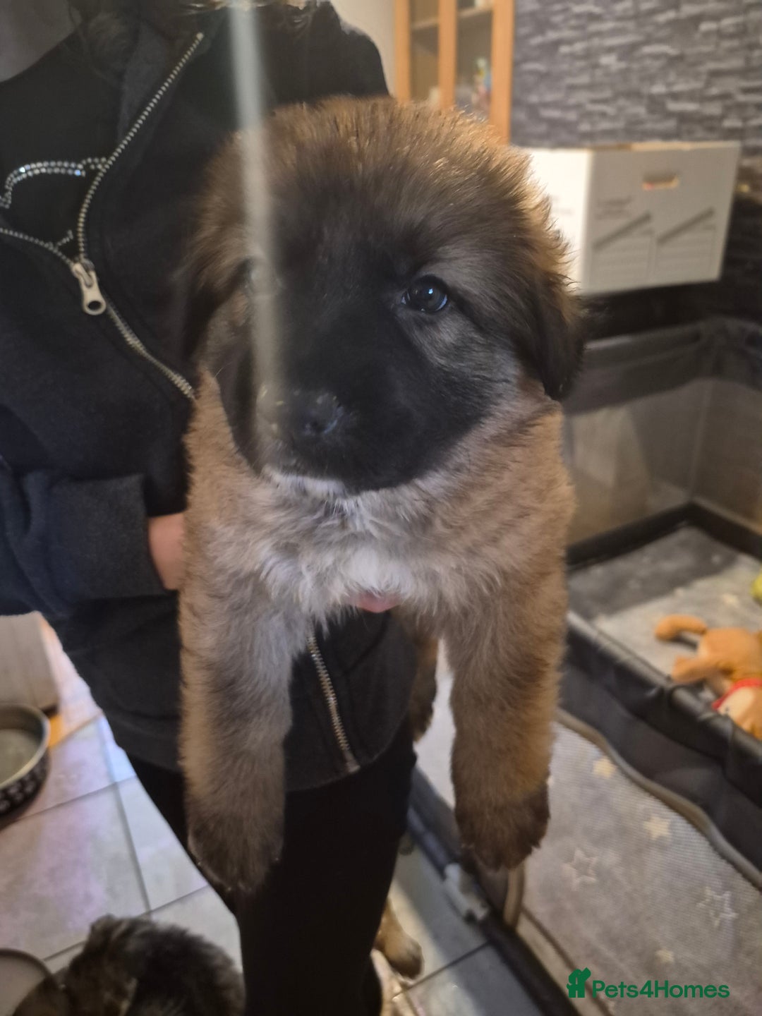 German Shepherd dogs for sale: 8 beautiful GSD puppies for sale  - Advert 3