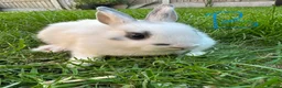 Netherland Dwarf rabbits for sale: Netherland Dwarf Rabbits For Sale  - Advert 4