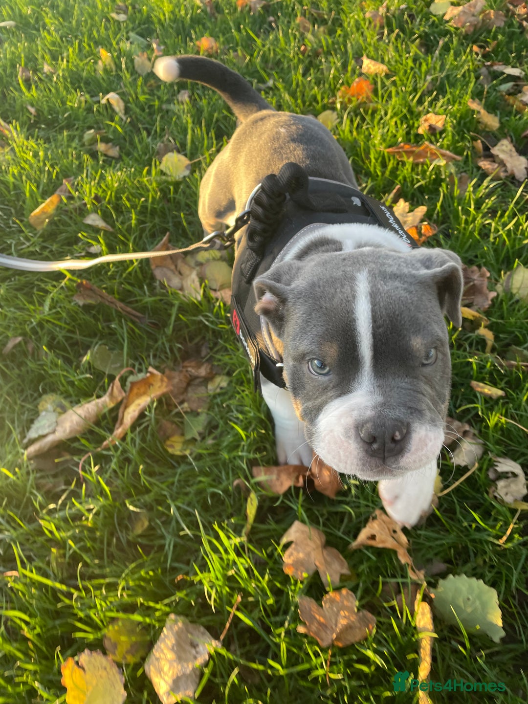 Mixed Breed dogs for sale: Beautiful 6-Month-Old Puppy – Ghost - Advert 2