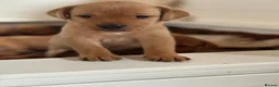 Labrador Retriever dogs for sale: Red Fox Labrador Puppies Looking Forever Homes - Advert 9