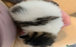 Domestic Shorthair cats for sale: Four beautiful kittens for new home  - Image 5