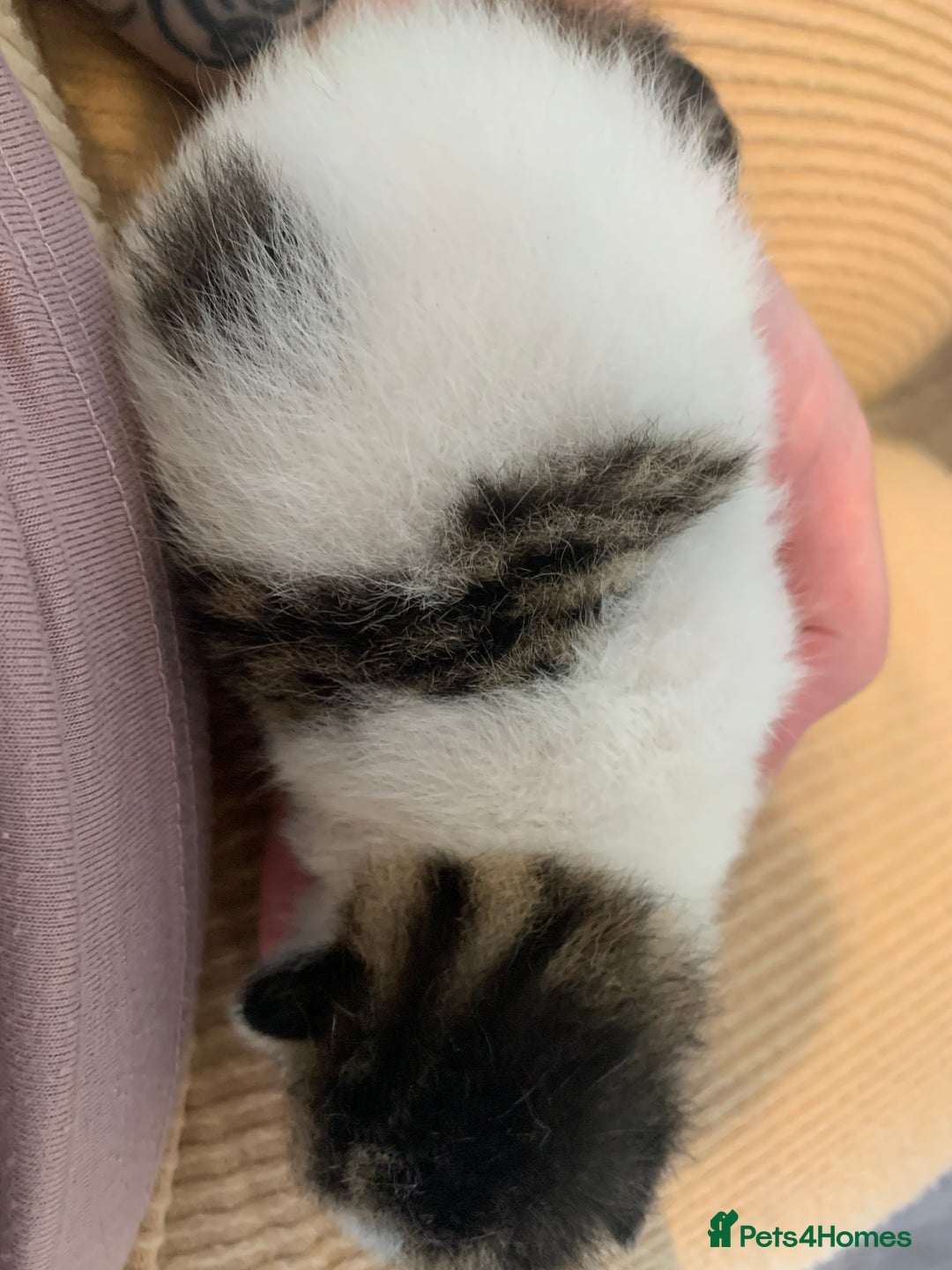 Domestic Shorthair cats for sale: Four beautiful kittens for new home  - Image 5