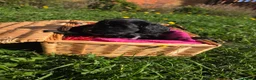 Cocker Spaniel dogs for sale: KC FTCH bloodlines cocker spaniels - Advert 7