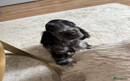 Cocker Spaniel dogs for sale: Blue roan show cocker spaniel  - Image 27