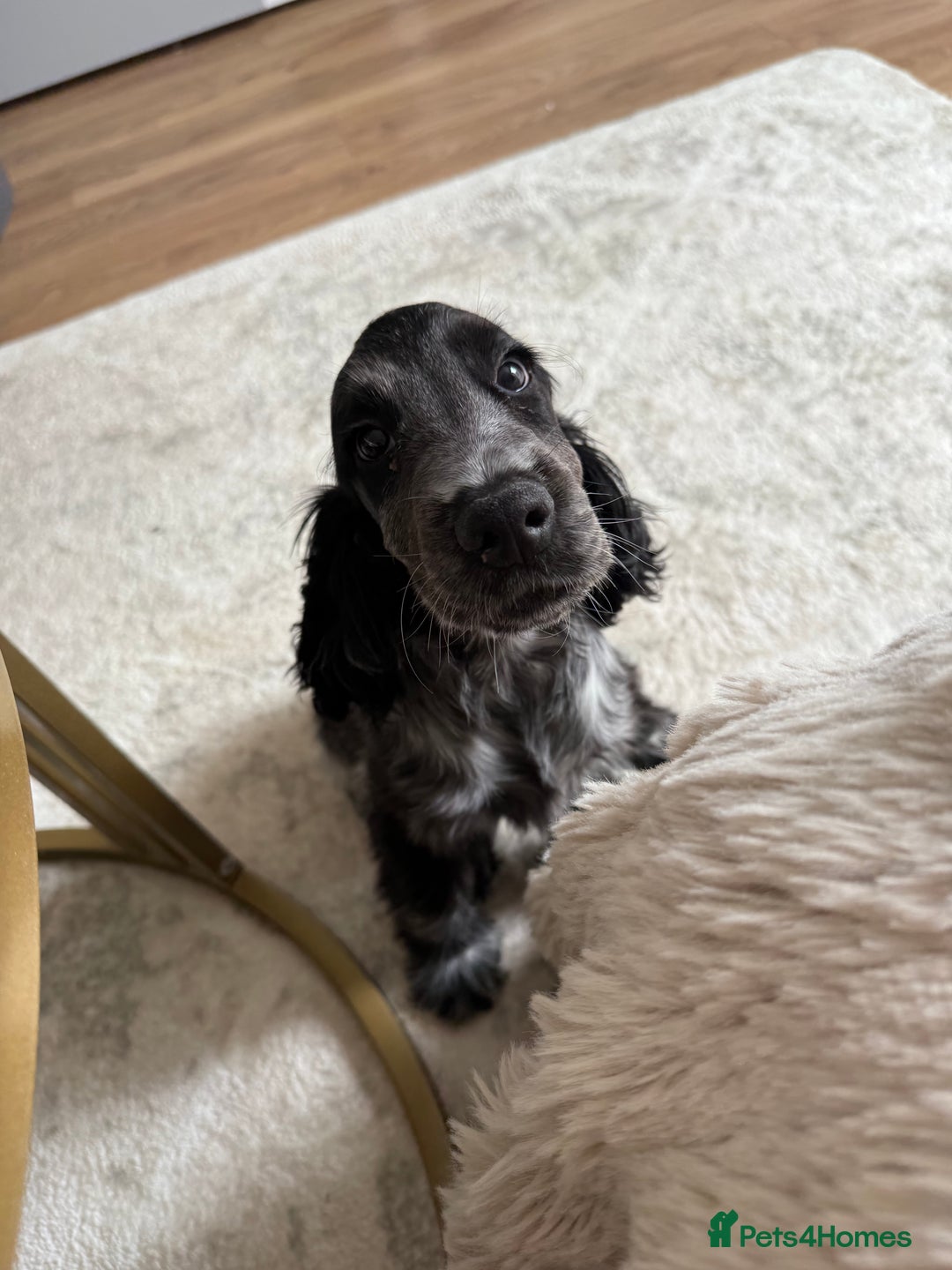 Cocker Spaniel dogs for sale: Blue roan show cocker spaniel  - Image 27
