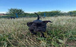 Staffordshire Bull Terrier dogs for sale: Staffy Puppy's for sell in Liverpool - Image 7