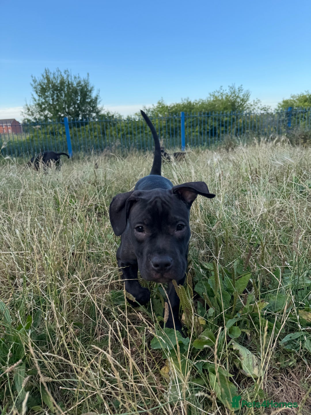 Staffordshire Bull Terrier dogs for sale: Staffy Puppy's for sell in Liverpool - Image 7