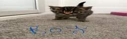 Mixed Breed cats for sale: Beautiful friendly kittens, mixed breed  - Advert 10