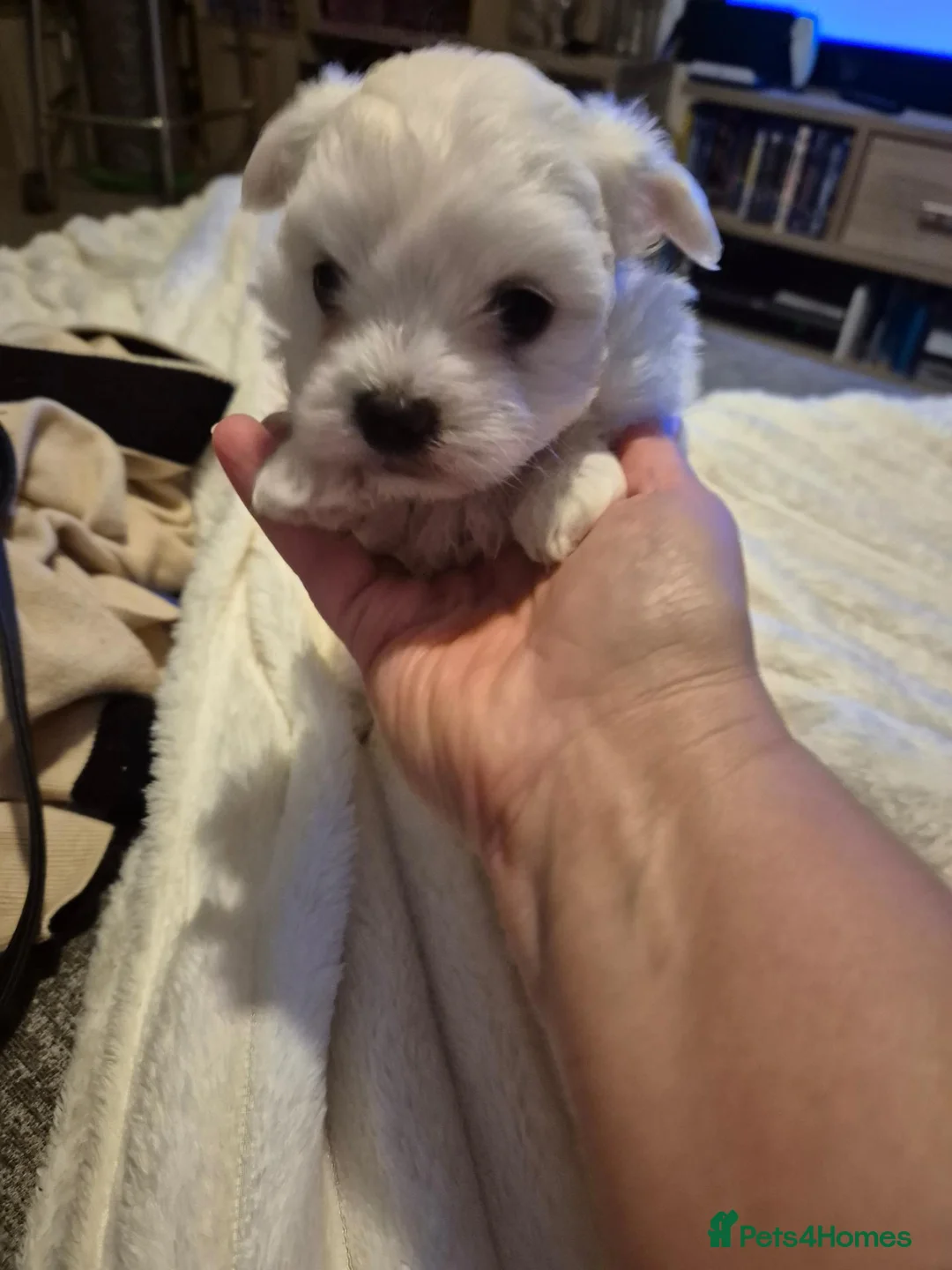 Maltese dogs for sale: Miniature Maltese  - Advert 2