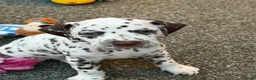 Dalmatian dogs for sale: JUST 3 BOYS LEFT READY THIS WEEK  - Advert 32
