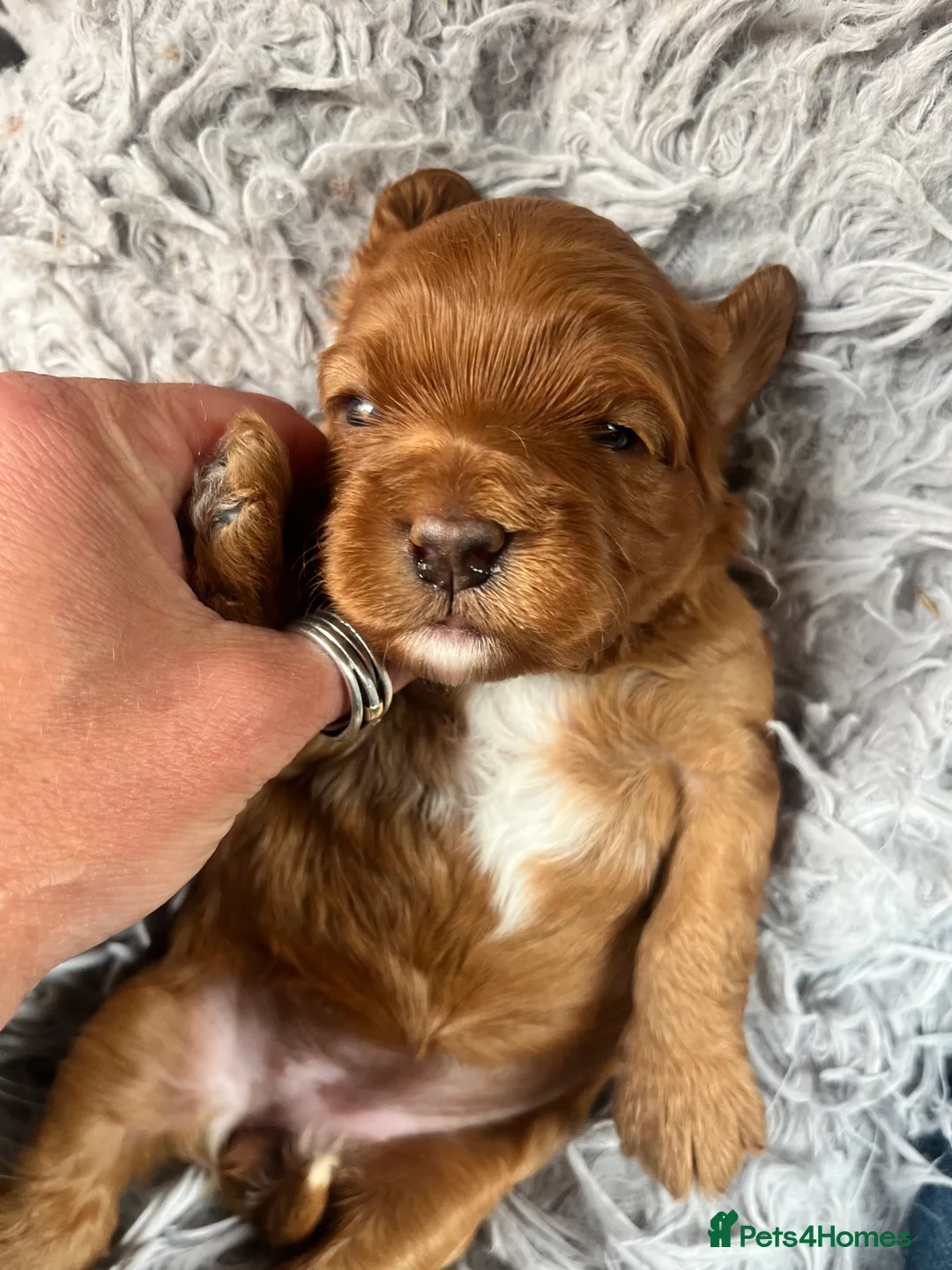 Toy Poodle dogs for stud: William of Worcestershire Small miniature Poodle in Evesham - Advert 12