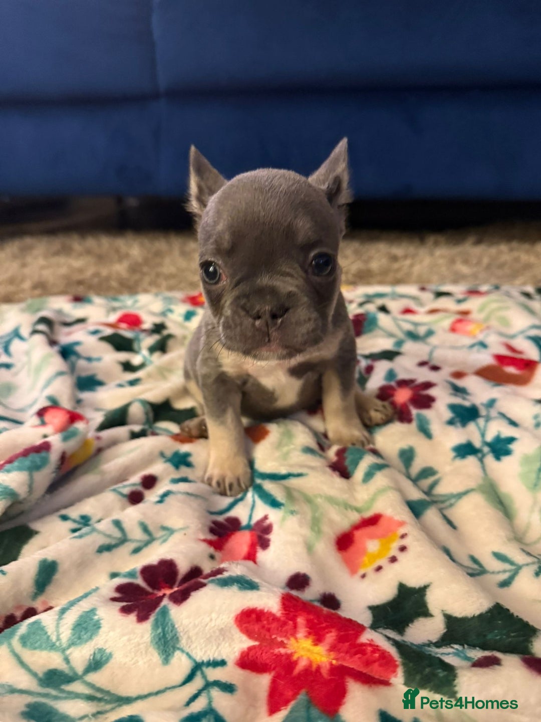 French Bulldog dogs for sale: French bulldog puppies  - Advert 5